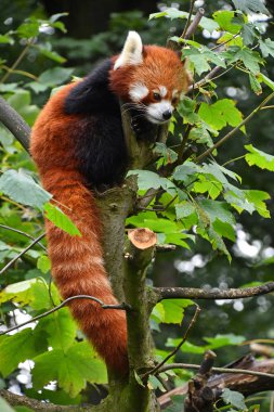 Red panda ağaç üzerinde portresi kapatın