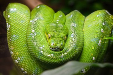 Yeşil ağaç python (Morelia viridis) yakından