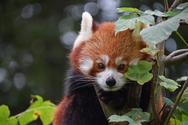 Red panda ağaç üzerinde portresi kapatın