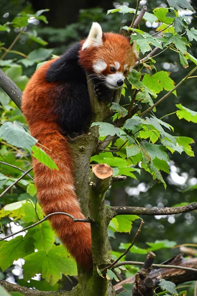 Red panda ağaç üzerinde portresi kapatın