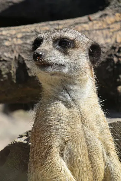 Meerkat uyarı izleme portre kadar kapatın — Stok fotoğraf