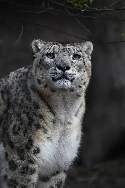 Primer plano retrato de leopardo de la nieve — Foto de Stock