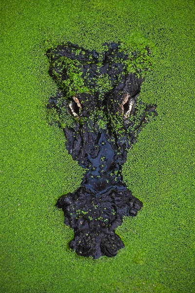 Nahaufnahme Porträt eines Krokodils in grünem Wasserkraut — Stockfoto