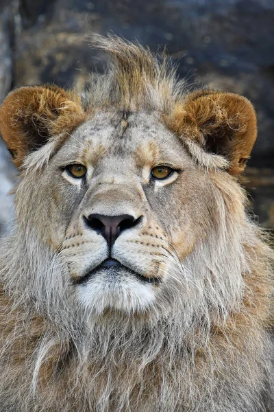 Retrato de cerca del joven león africano — Foto de Stock