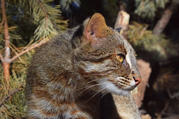 Close up side portrait of fishing cat — Stock Photo, Image