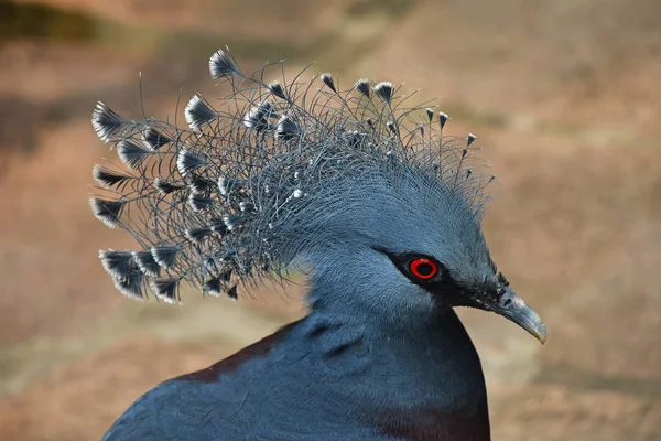 Close up side portrait of Victoria crowned pigeon — Stock Photo, Image
