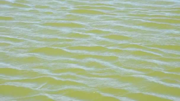 Ondas y ondulaciones corren sobre superficie de agua verde — Vídeo de stock