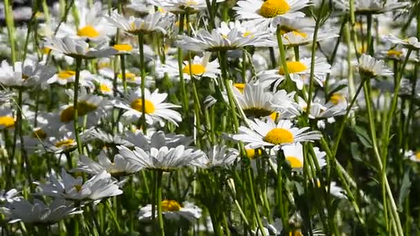 Witte kamille madeliefjebloemen in wind close-up — Stockvideo