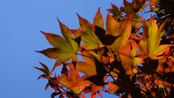 Podzimní barevné červené acer listy nad modrá obloha — Stock video