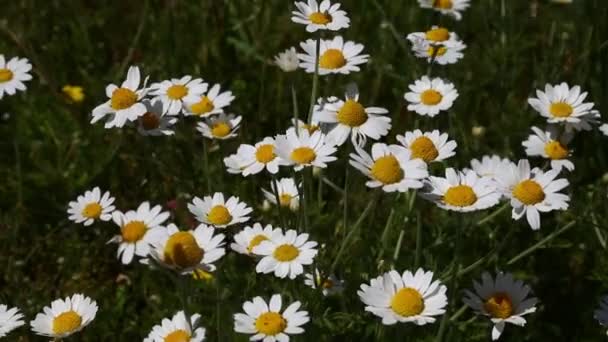 Witte kamille madeliefjebloemen in wind close-up — Stockvideo