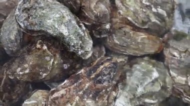 Akan suyun içinde birkaç taze istiridye kapatın