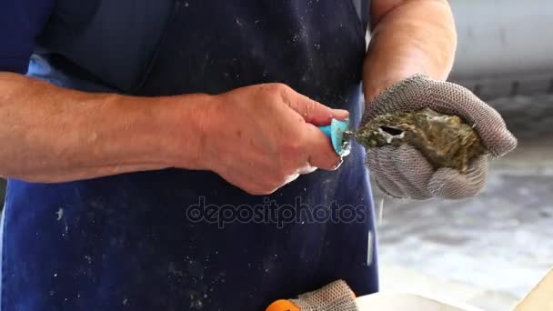 Man opening fresh oysters at market close up — Stock Video