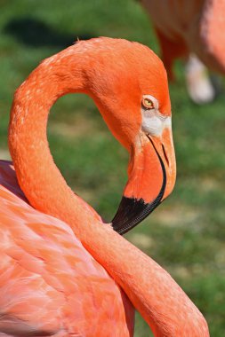 Yan profil portresi pembe flamingo kadar kapatın