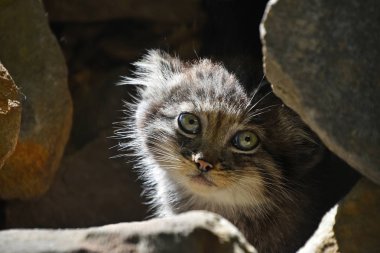 Manul yavru kedi portre kadar kapatın