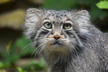Manul Pallas kedi portre kadar kapatın