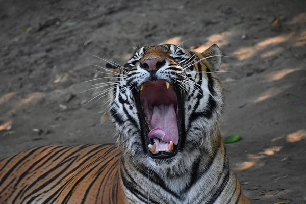 Close up portrait of Sumatran tiger yawning — Stock Photo, Image