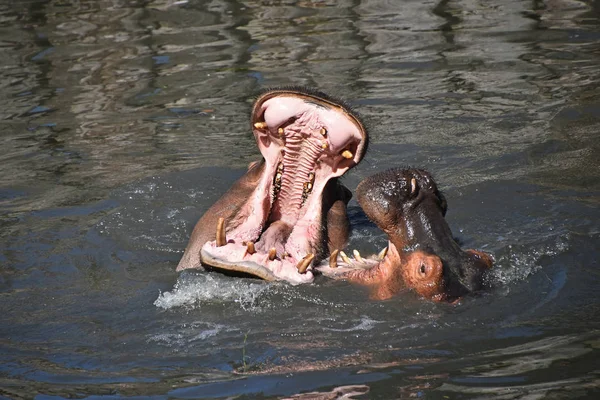 Couple Hippos Swim Play Water — Stock Photo, Image