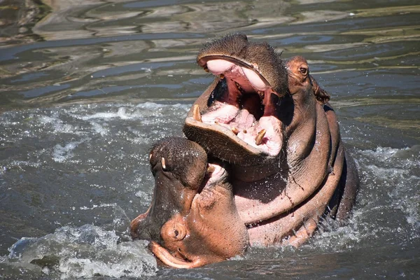 Couple Hippos Swim Play Water — Stock Photo, Image