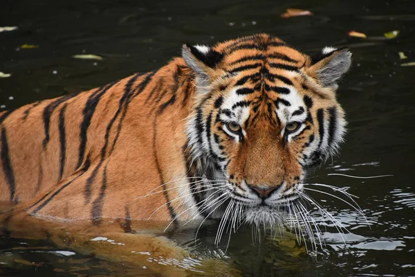 Tygrys Syberyjski Amur Pływanie Wodzie — Zdjęcie stockowe