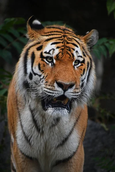 Close Portrait Mature Siberian Tiger Male — Stock Photo, Image