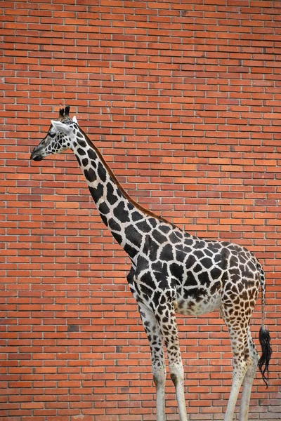 Perfil retrato de jirafa sobre muro de ladrillo rojo — Foto de Stock