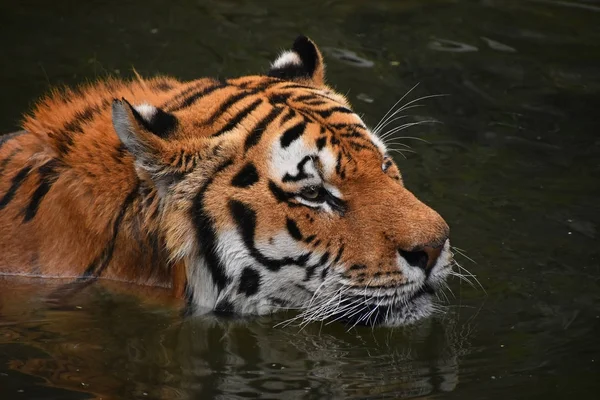 Tygrys Syberyjski Amur Pływanie Wodzie — Zdjęcie stockowe