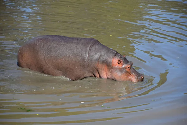 Hipopótamo Nada Caminha Água — Fotografia de Stock