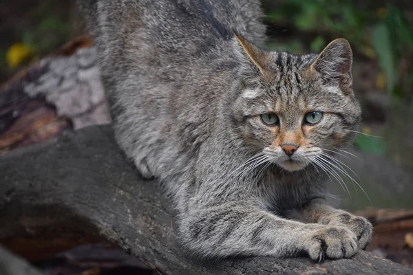 欧洲野猫肖像特写 — 图库照片