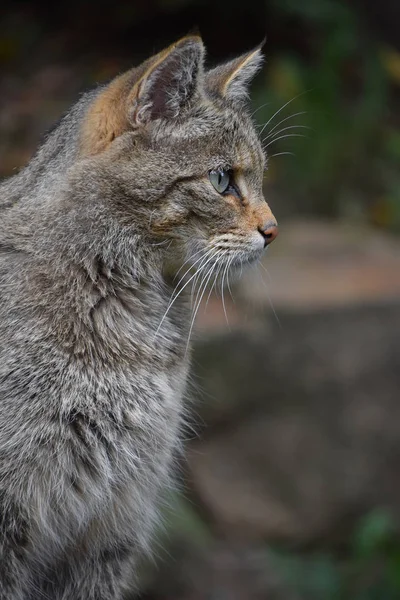 欧洲野猫侧面剖面肖像关闭 — 图库照片