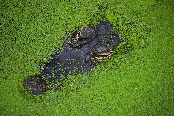 Närbild porträtt av krokodil i gröna andmat — Stockfoto