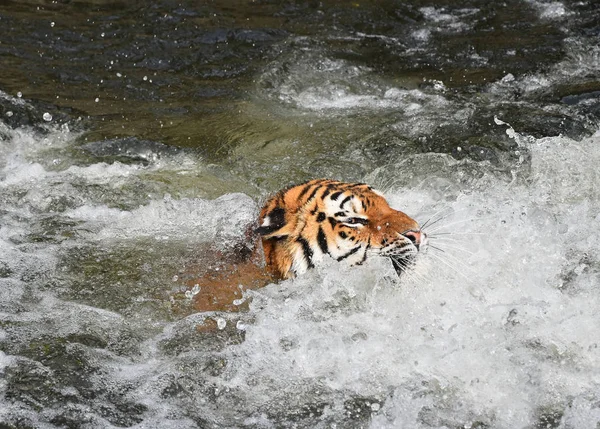 물에서 시베리아 아무르 호랑이 — 스톡 사진