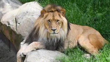 Erkek aslan portre kadar kapatın