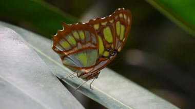 Yaprak yeşil ve kahverengi tropikal kelebeği