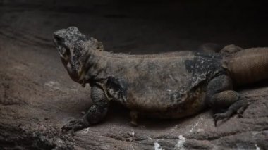 Kayaların üzerinde tarama iki iguana kertenkeleler kapatın