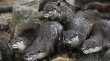 Birkaç nehir su samuru çalıştırın ve buzlu çığlık