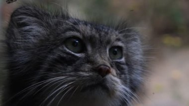 Manul Pallas kedi portre kadar kapatın