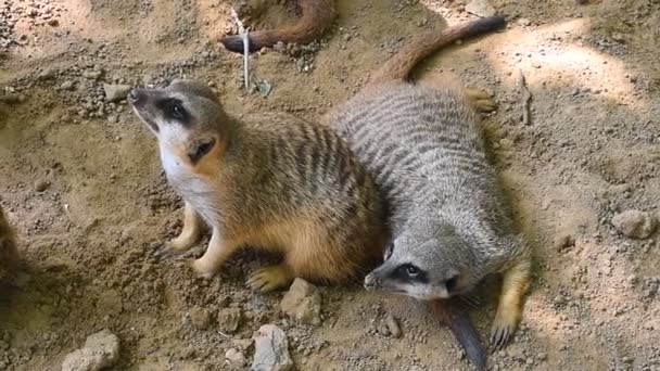 Feche dois meerkats olhando para cima alertado — Vídeo de Stock
