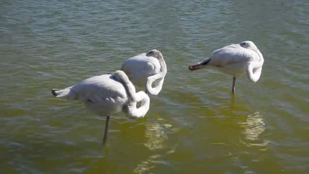 Drei weiße Flamingos stehen im plätschernden Wasser — Stockvideo