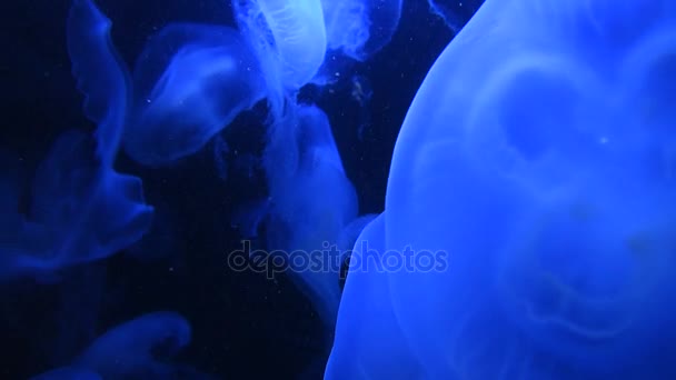 Muchas medusas nadando en el agua en la luz azul — Vídeo de stock
