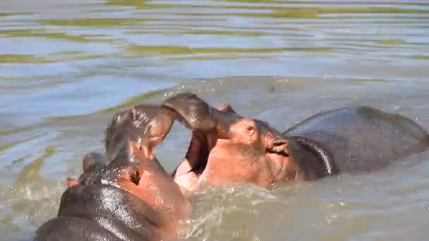 Couple of hippos swim and play in water — Stock Video