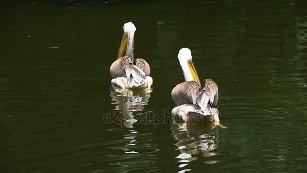 Close-up van twee pelikanen zwemmen in water van lake — Stockvideo