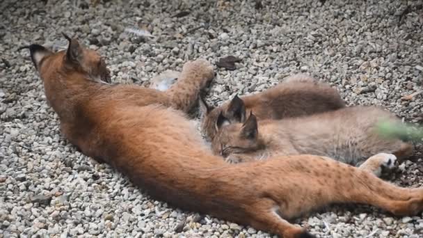 Η μητέρα λύγκας ταΐζει δύο γατάκια από κοντά. — Αρχείο Βίντεο