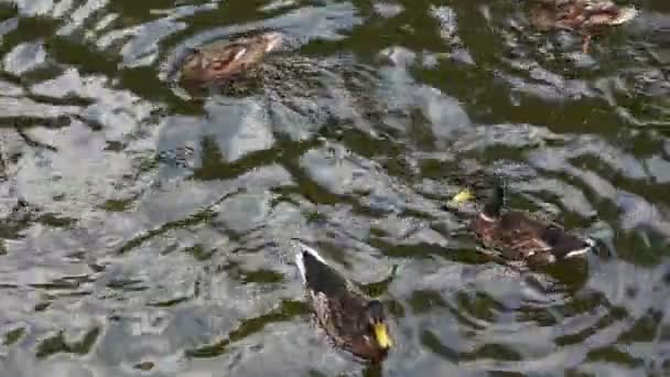 Gros plan canards colverts nagent rapidement dans l'eau ondulée 