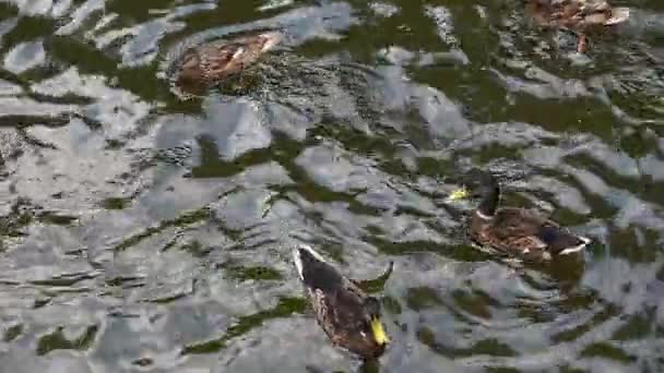 Close up mallard ducks swim fast in rippled water — Stock Video