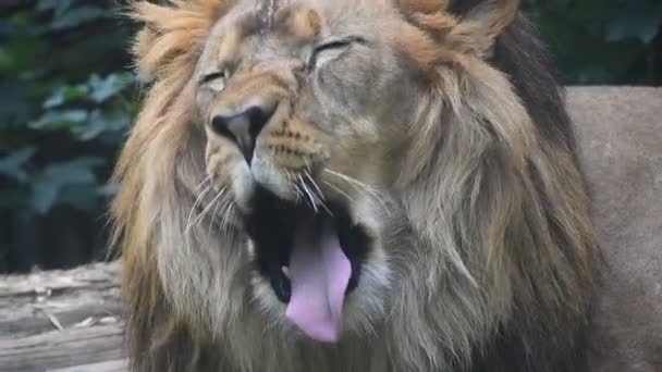 Extreme close up portrait of male lion yawning — Stock Video