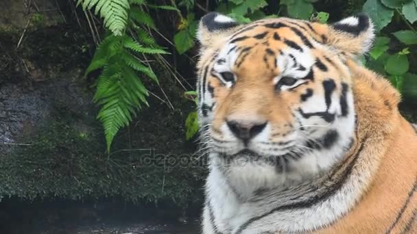 Close up portrait of old Amur Siberian tiger — Stock Video