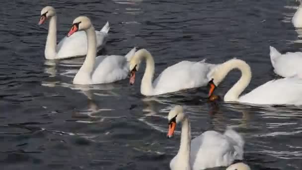 Sluiten witte zwanen zwemmen en roeien in het water — Stockvideo