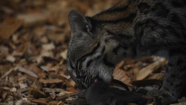 Close up side view of margay wildcat eating rat — Stock Video