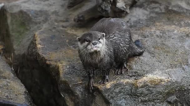 Rivier otter schreeuwen en geeuw op rotsen — Stockvideo