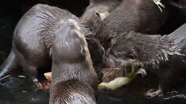 Gros plan de plusieurs loutres de rivière mangent de la viande de poulet — Video